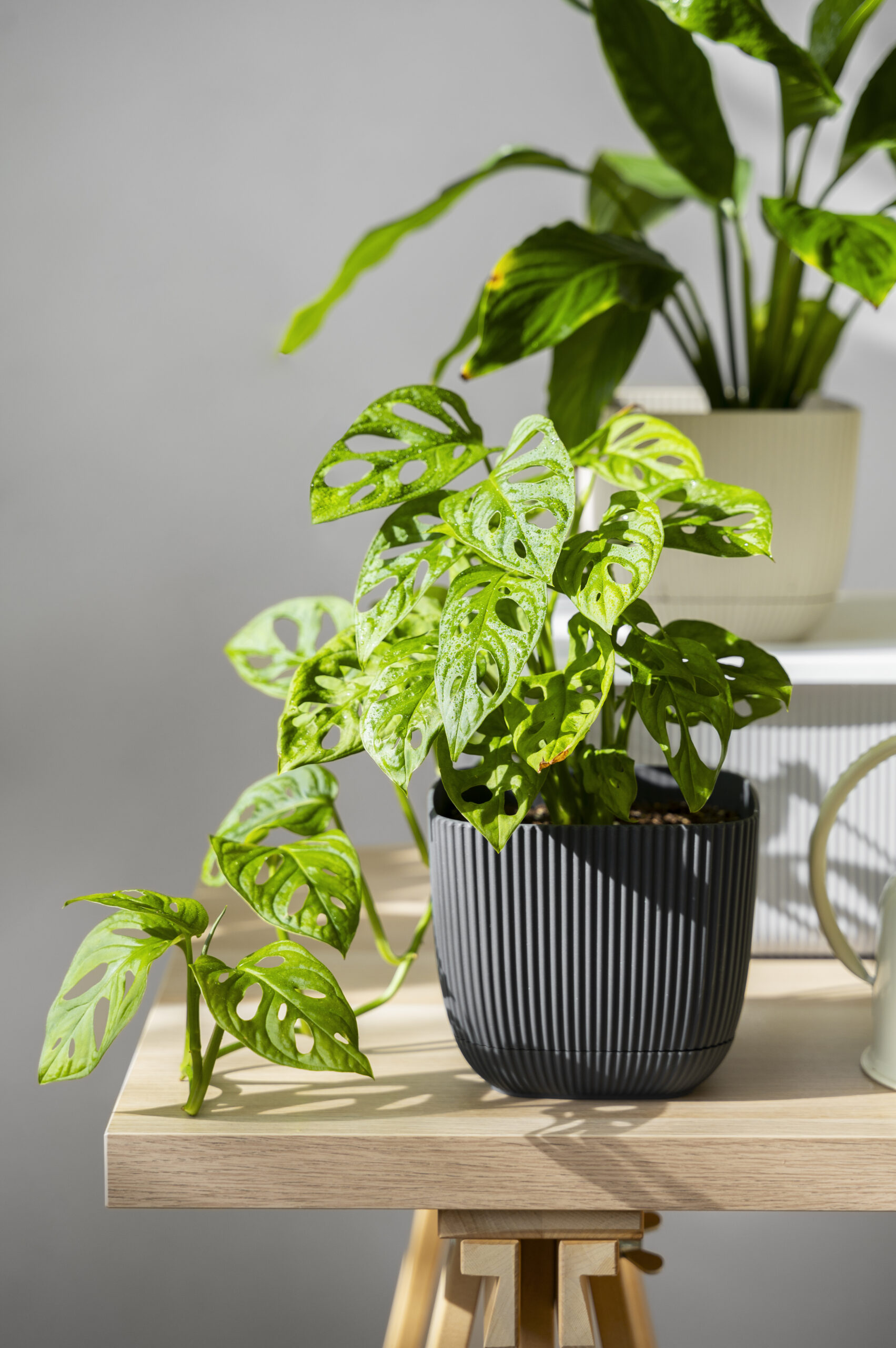 indoor-plants-studio